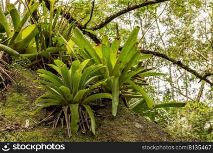 Bromeliads at tree trunk from Brazilian rainforest its natural habitat on Ilhabela Island in Sao Paulo, Brazil. Some romeliads at tree trunk from Brazilian rainforest