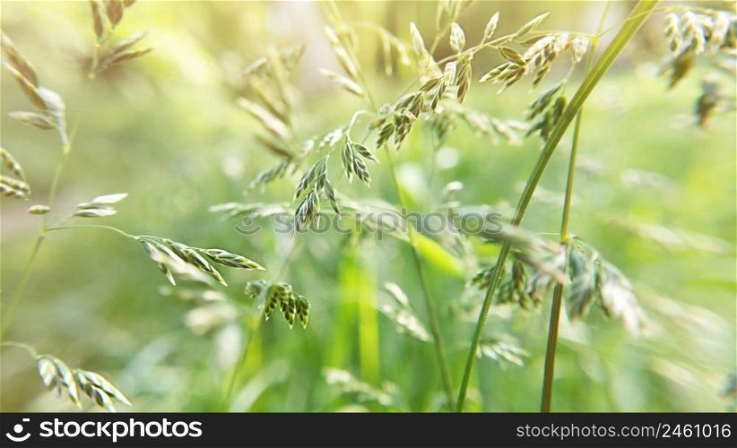 Bromus plant. Nature background with sunlight.. Bromus plant. Nature background with sun light.