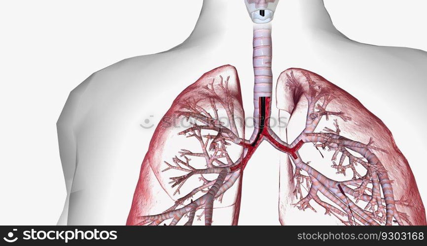 Bronchoscopy is an invasive procedure used to look inside the respiratory system. 3D rendering. Bronchoscopy is an invasive procedure used to look inside the respiratory system.