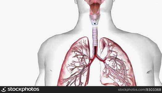 Bronchoscopy is an invasive procedure used to look inside the respiratory system. 3D rendering. Bronchoscopy is an invasive procedure used to look inside the respiratory system.