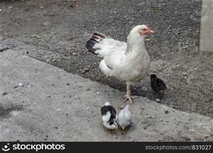 Brood-hen with three small chickens walk in the yard, Jeleznitsa, Vitosha mountain, Bulgaria