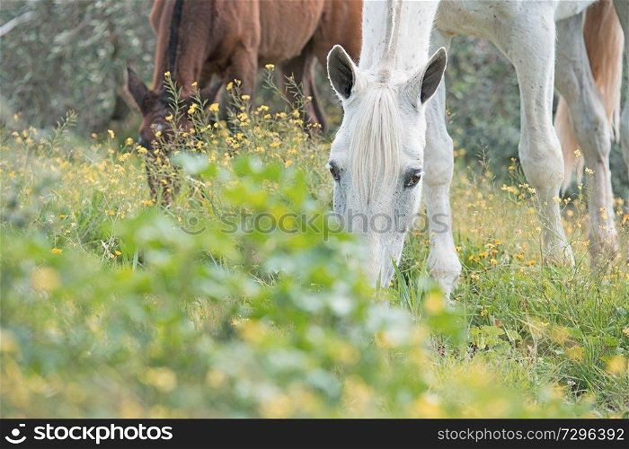 brood spanish mare grazing in olive garden with her foal. Andalusia. Spain