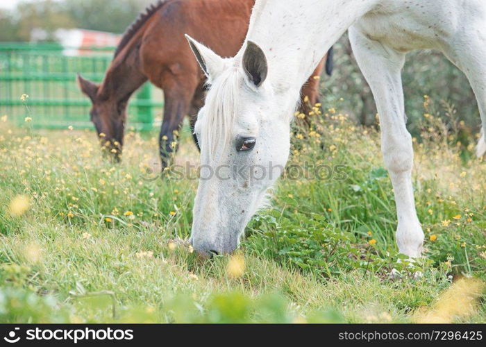 brood spanish mare grazing in olive garden with her foal. Andalusia. Spain