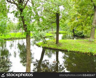 brook among the trees. landscape stream in the green forest meanders among green trees