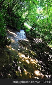 brook in forest. sunny summer day