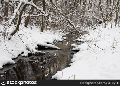 brook running the forest in winter