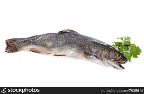 Brook trout fish in front of white background