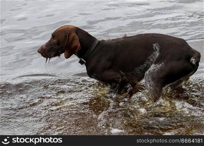 Brovn hunter dog drinking water in river.