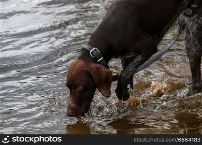 Brovn hunter dog drinking water in river.
