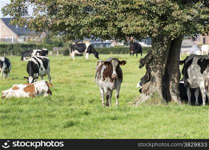 brow and black and white cows looking for shadow unther trees on a farm in belgium