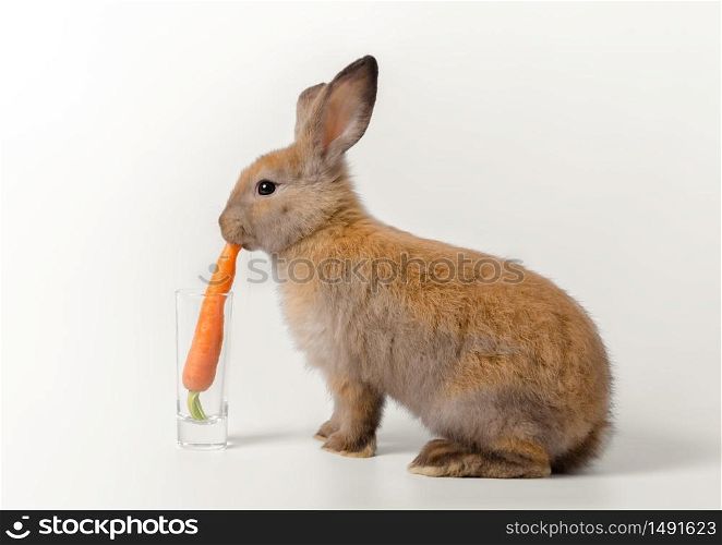 Brown adorable baby rabbit squatted and eating fresh carrot placed in glass on white background