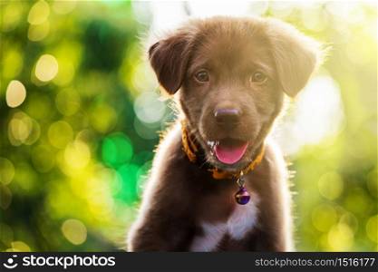 Brown adorable labrador retriever puppy dog portrait against sunset light and bokeh yard background