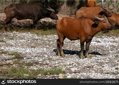Brown african bulls standing up