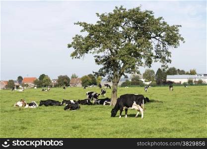 brown and black and white cows looking for shadow unther trees on a farm in belgium