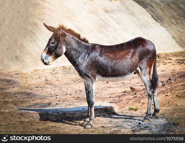 Brown and black donkey standing eat graze in the donkey and horse farm mammal animal