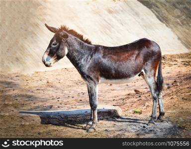 Brown and black donkey standing eat graze in the donkey and horse farm mammal animal