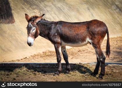 Brown and black donkey standing eat graze in the donkey and horse farm mammal animal