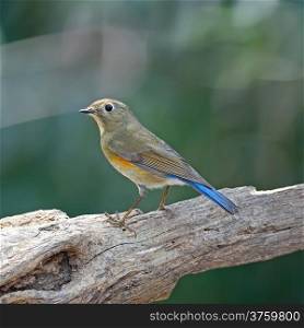 Brown and blue bird, female Red-flanked Bluetail (Tarsiger cyanurus), standing on the log, back profile