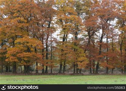 brown and orange leaves on oak trees in the netherlands