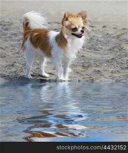 brown and white chihuahua on the beach