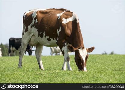 brown and white cow grazing in the green grass on a farm in belgium