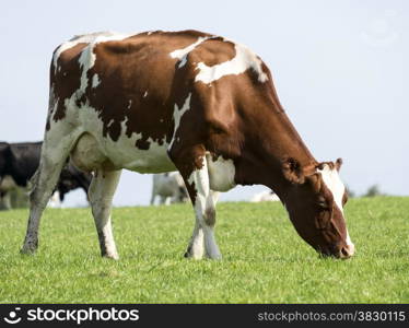 brown and white cow grazing in the green grass on a farm in belgium