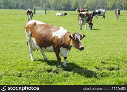 brown and white cow on green grass