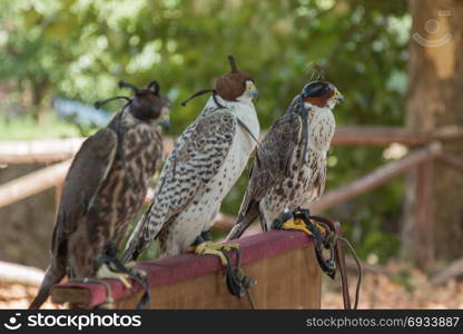 Brown and White Falcons in Line with Leather Hooded