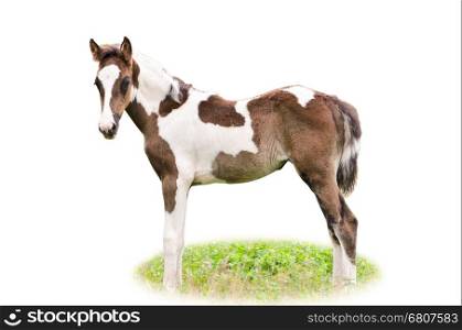 Brown and white foal on a white background
