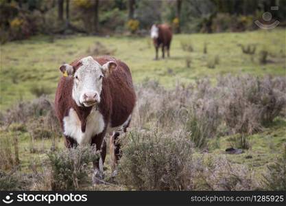 brown and white fur livestock cow in new zealand farm field