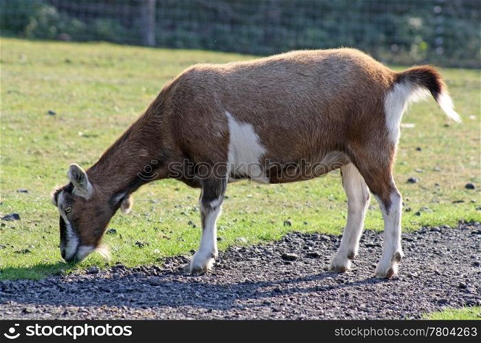 brown and white goat