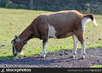 brown and white goat