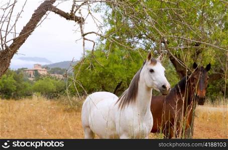 Brown and white horses at Majorca mediterranean field in Spain