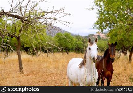 Brown and white horses at Majorca mediterranean field in Spain