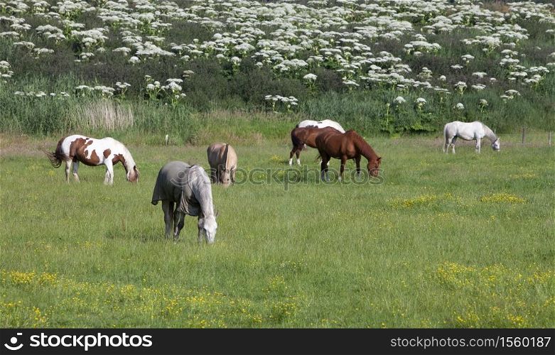 brown and white horses graze in grassy summer meadow in the netherlands