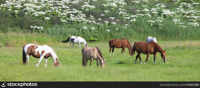 brown and white horses graze in grassy summer meadow in the netherlands