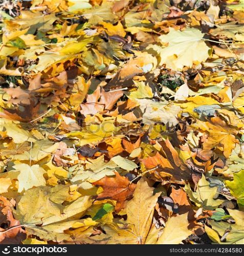 brown and yellow maple leaf litter in sunny autumn day