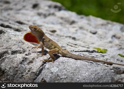 Brown Anole lizard displaying its dewlap