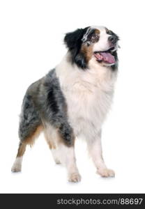 brown australian shepherd in front of white background