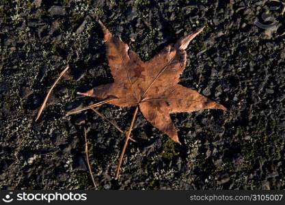 Brown autumn leaf on ground