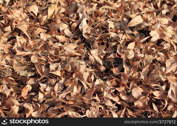 Brown autumn leafs as a background image.