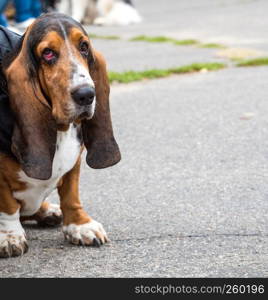 brown Basset Hound sits on the asphalt on a summer day