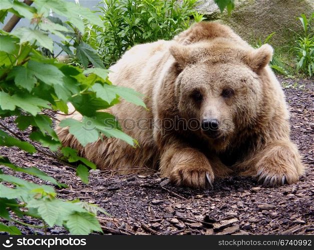 Brown Bear. Brown bear in an enclosure in Berlin, Germany