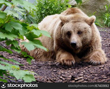 Brown Bear. Brown bear in an enclosure in Berlin, Germany