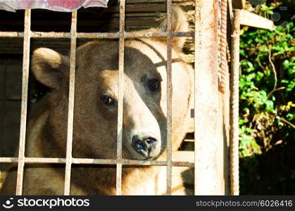 Brown bear in the metal cage