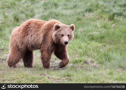 Brown bear in the nature