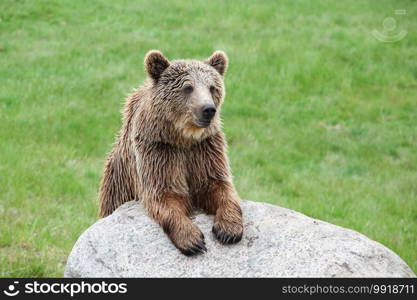 Brown bear in the nature 