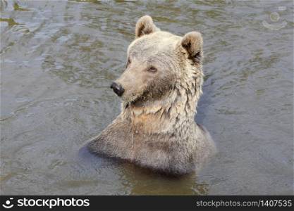 Brown bear in the water