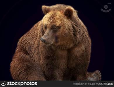 Brown bear isolated on a black background. Brown bear isolated on black background