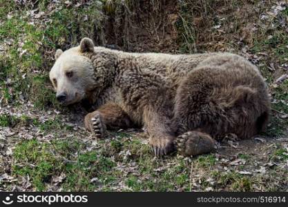 Brown bear lying in grass, Ursus arctos
